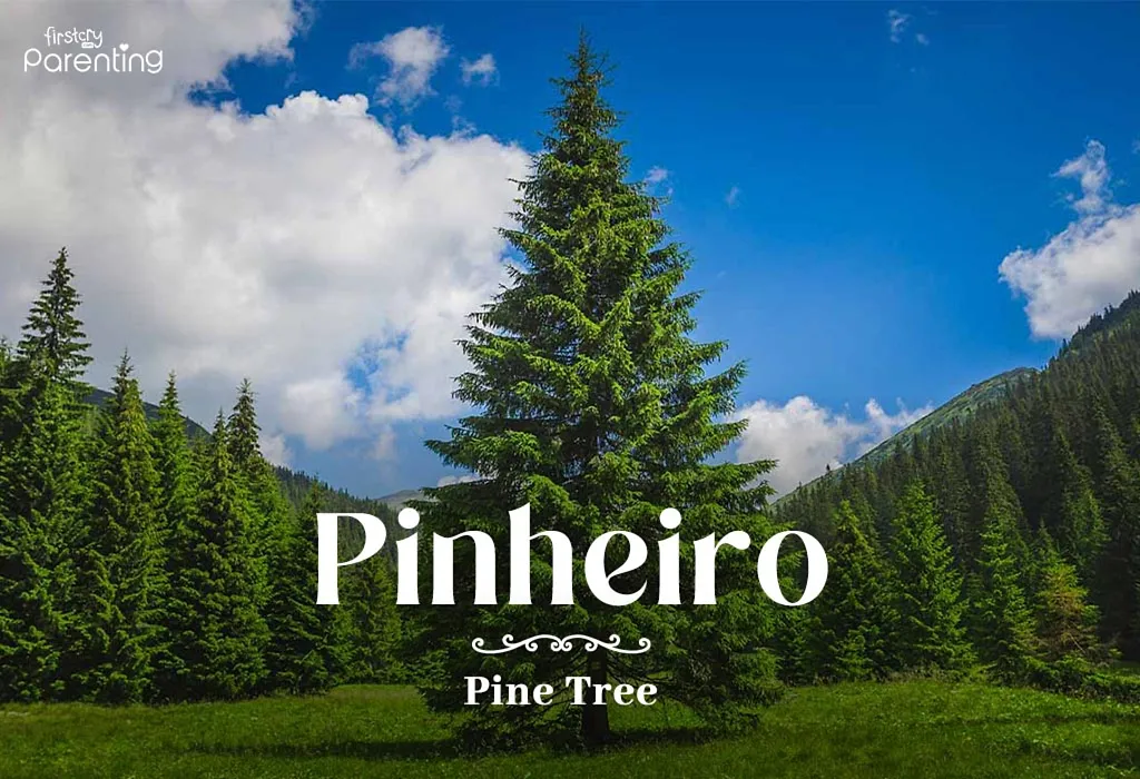 Pinheiro- Brazilian Last Names or Surnames
