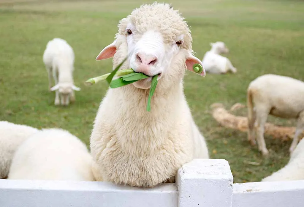 Other Facts and Information About Sheep for Children