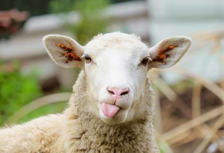 Fun Facts About Sheep for Kids