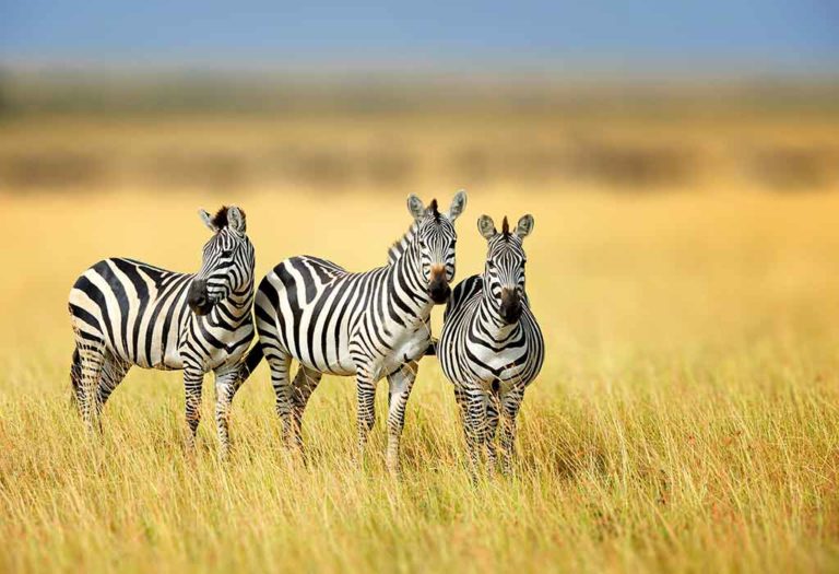Interesting Facts and Information About Zebra for Kids