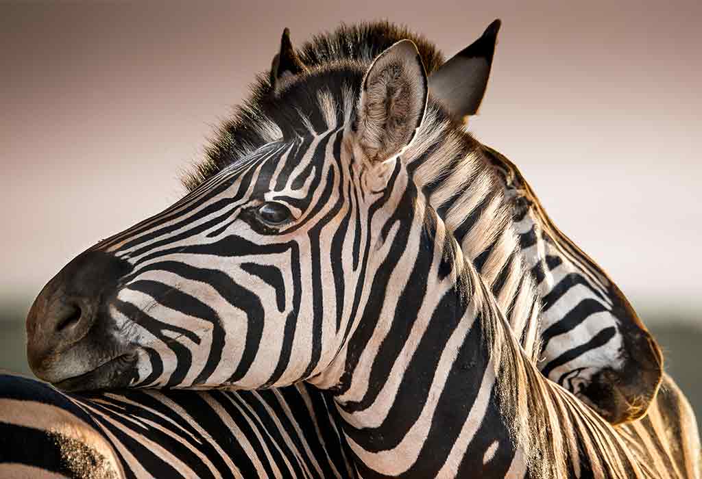 Types of Zebras