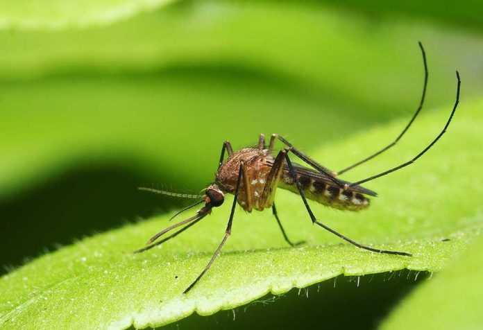 Interesting Mosquito Facts for Kids