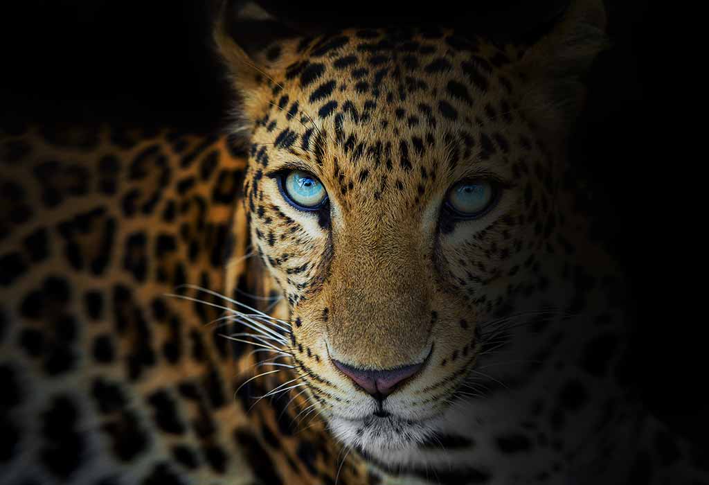 Leopard facts, photos, sounds and news