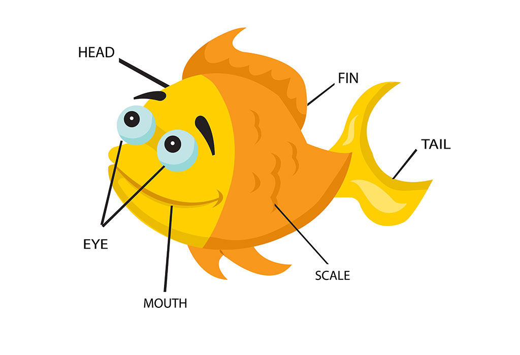 FISH ANATOMY FOR CHILDREN