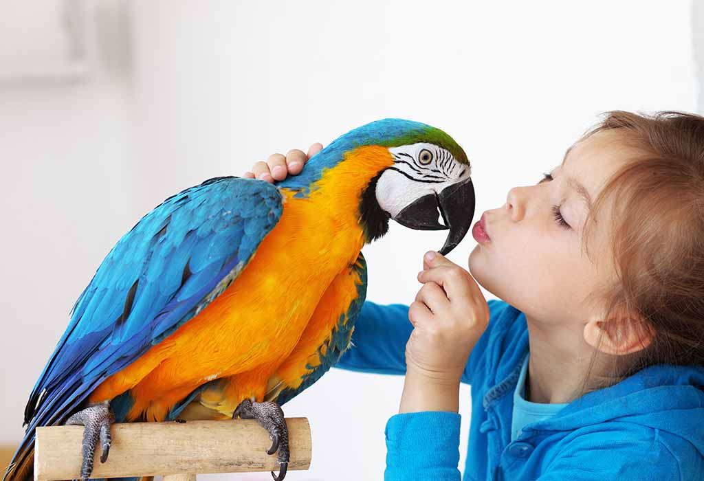 Pet birds best sale for kids