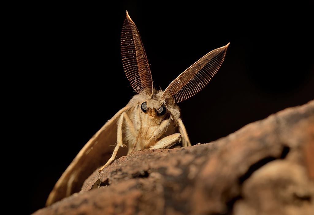 Gypsy Moth