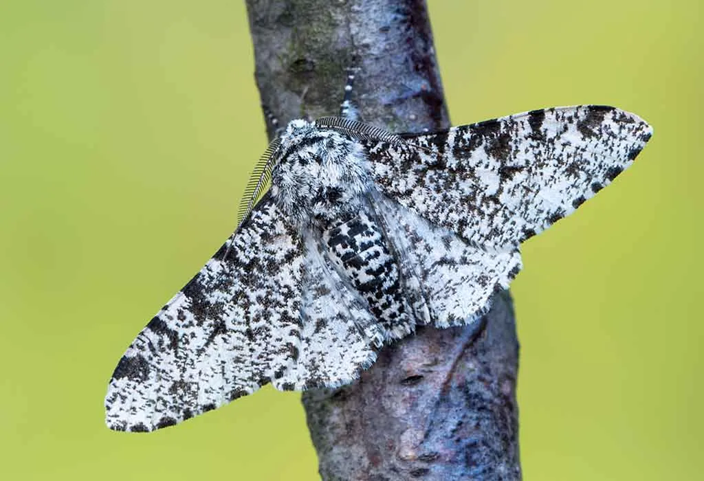 The Peppered Moth