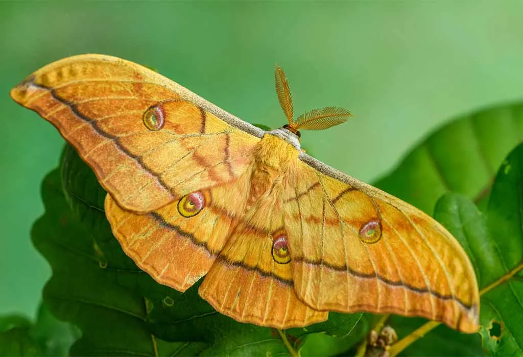 Japanese Silk Moth
