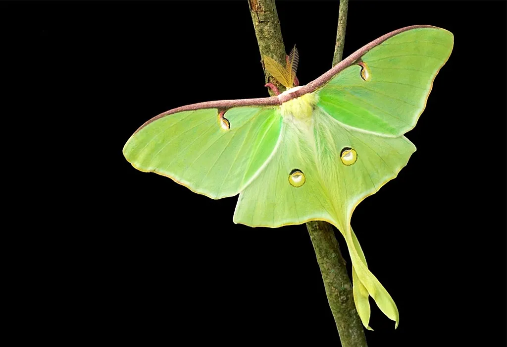 The Luna Moth