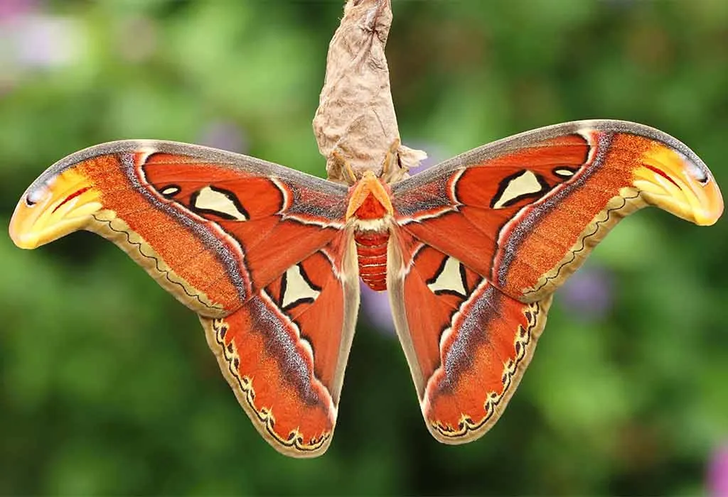 The Atlas Moth