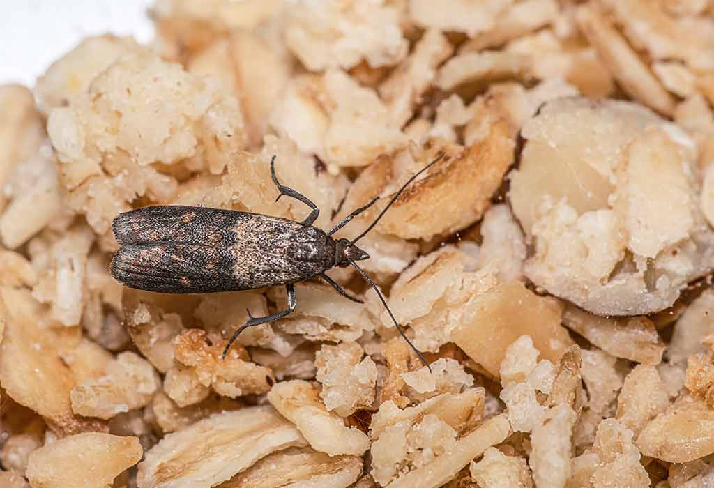 The Indianmeal Moth