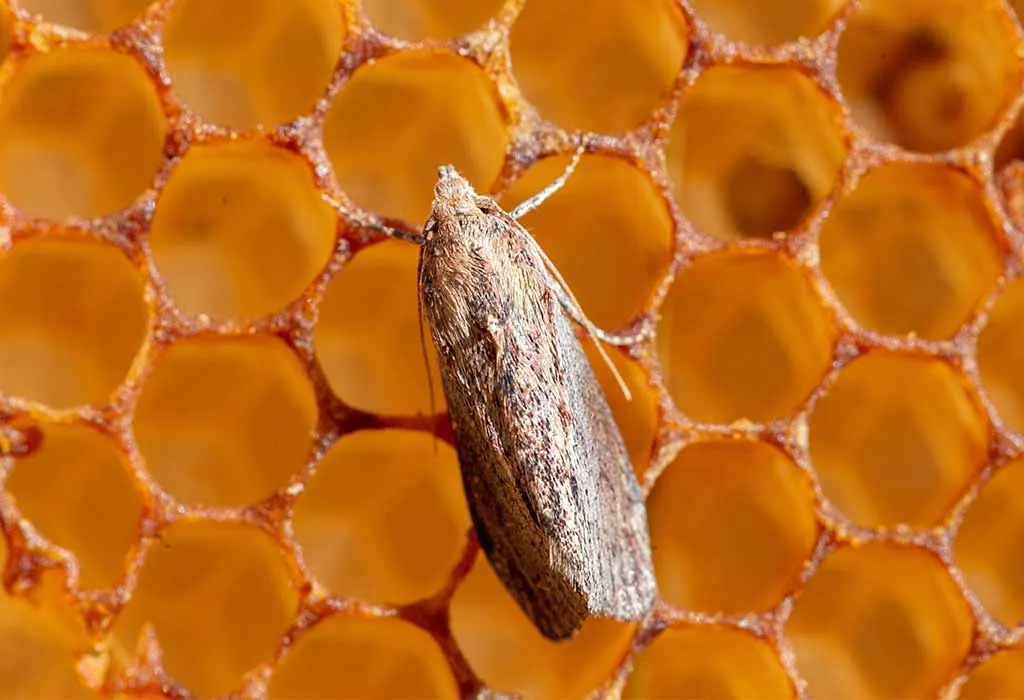 The Greater Wax Moth