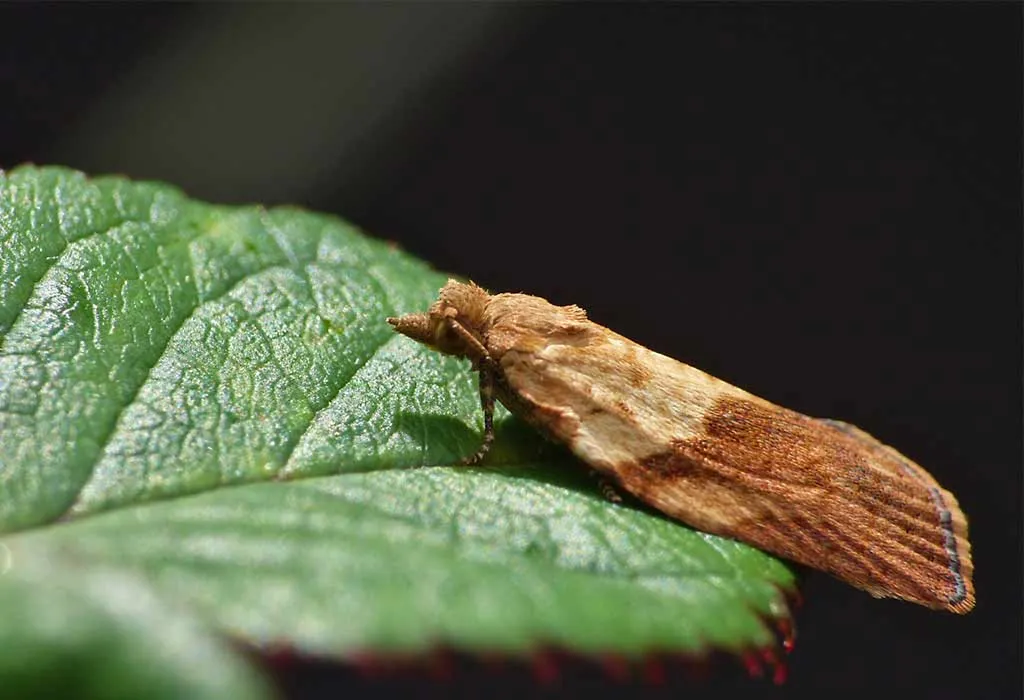 The Light Brown Apple Moth