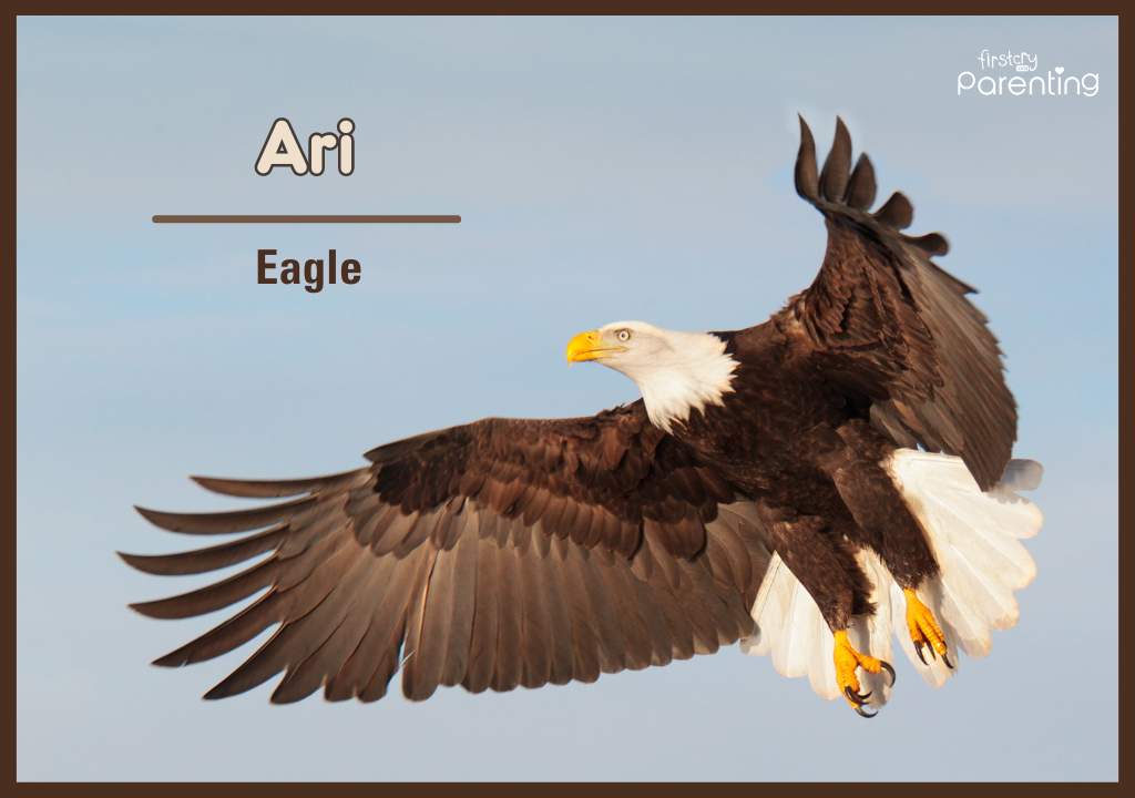 Ari - Best Druid Names With Meanings