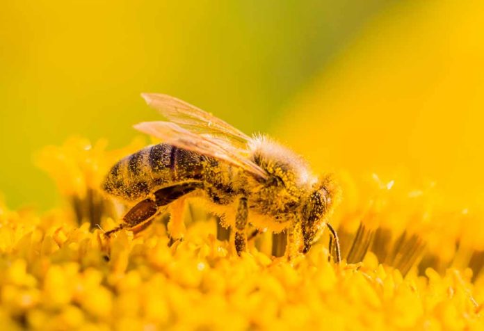 Bee Pollen and Its Effectiveness for Fertility