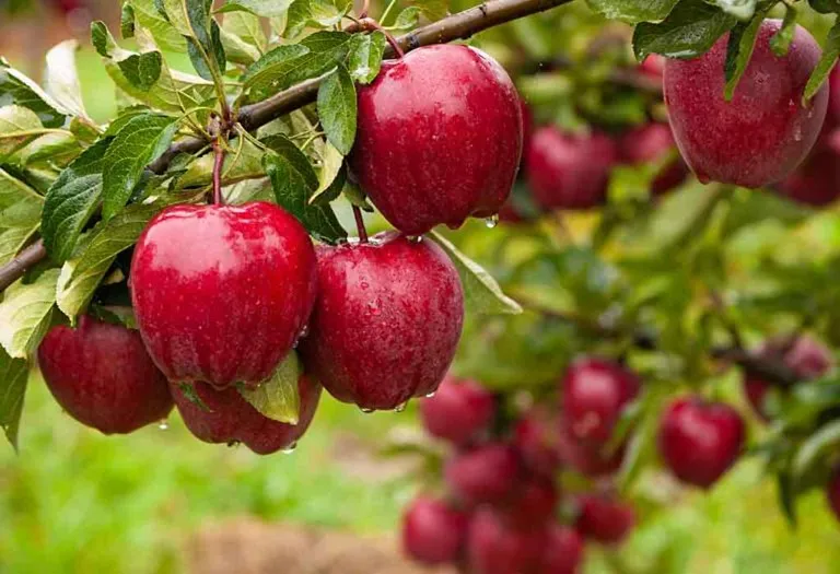 Facts About Apple for Kids