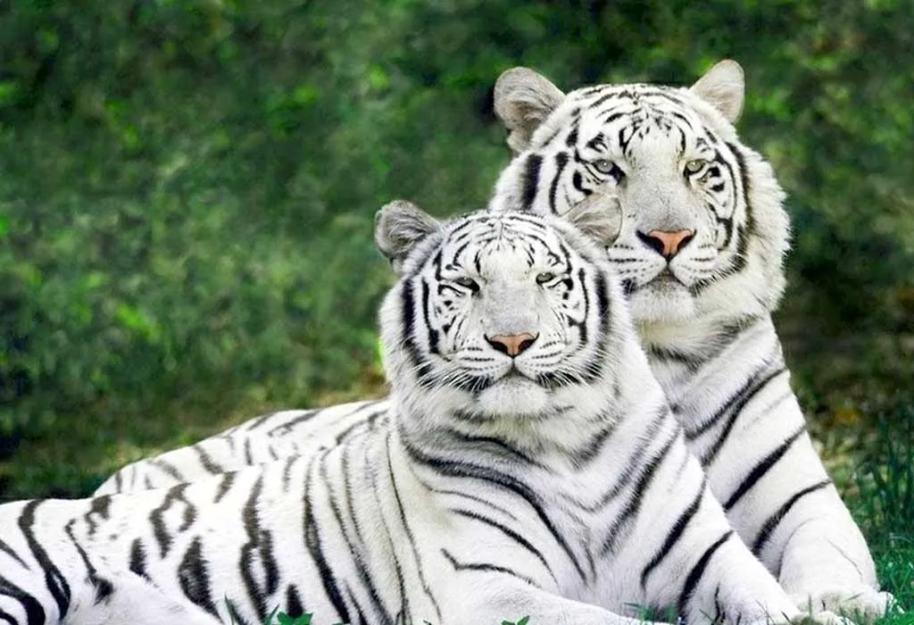 Bengali white tiger cubs get Siberian tiger mother 