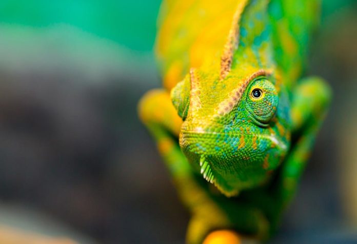 Fun and Amazing Facts About Reptiles for Kids