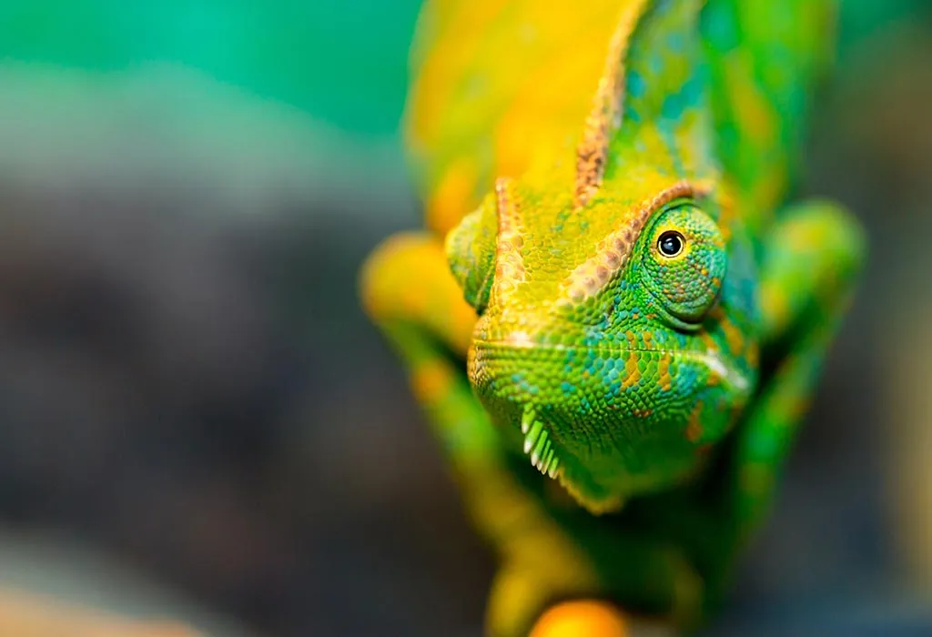 list of reptiles for kids