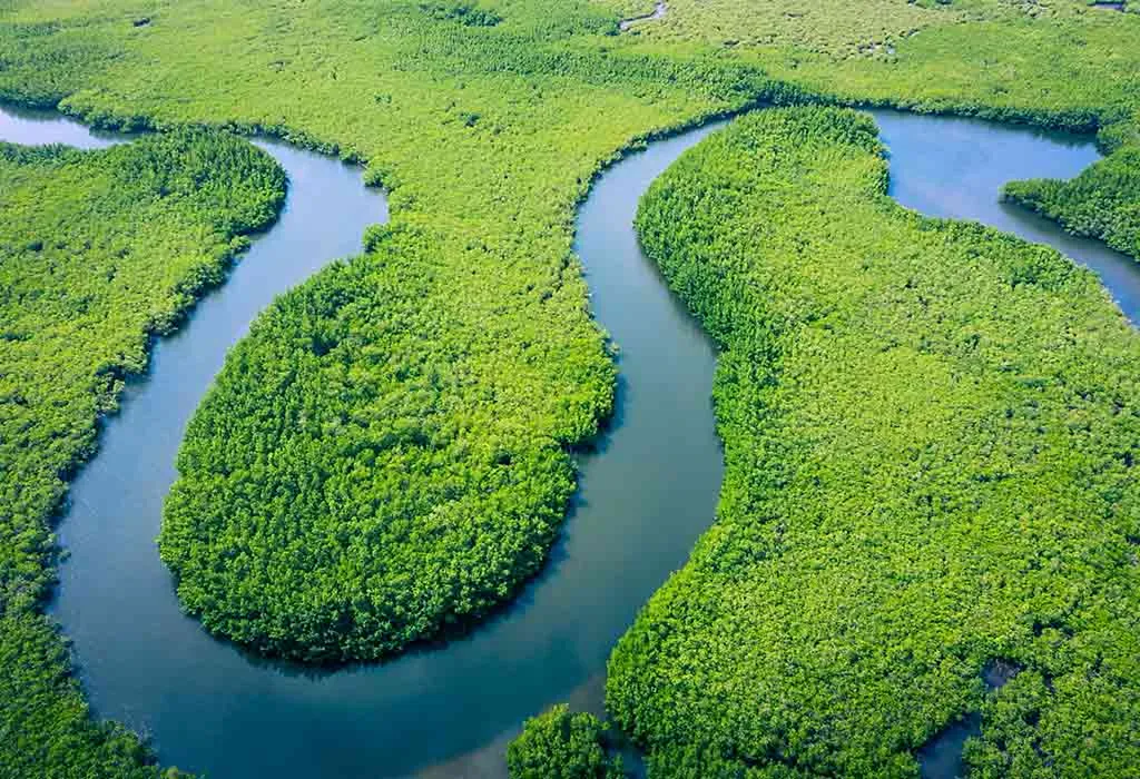 Interesting Amazon River Facts For Kids