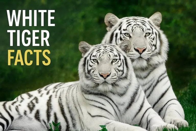 40+ Interesting White Tiger Facts for Kids