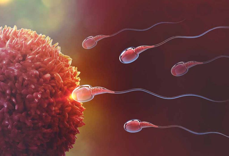Fertilization: Signs, Symptoms & When Does It Occur