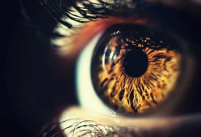 Amazing Facts About the Human Eye for Kids