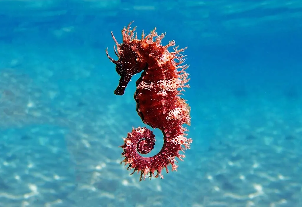 Interesting Information & Facts About Seahorse For Children