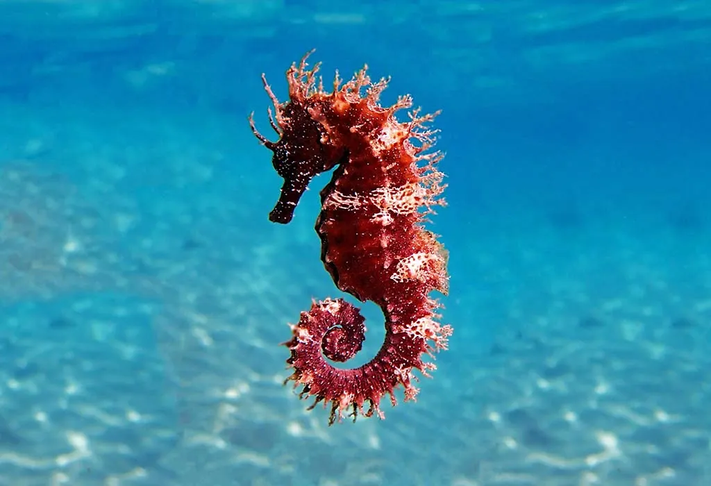 Sea horse fish discount