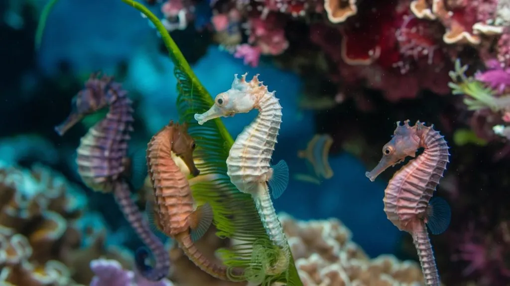 Types and Species of Seahorses