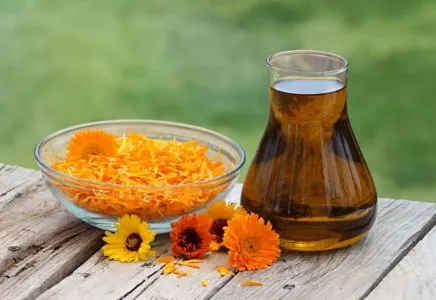 कॅलेंडुला