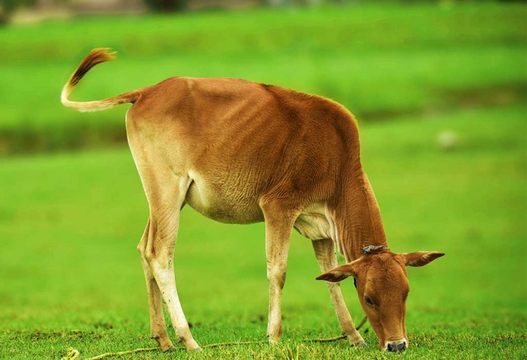  essay on cow in hindi gai par nibandh