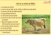 गाय पर निबंध (Essay On Cow In Hindi)