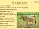 गाय पर निबंध (Essay On Cow In Hindi) गाय पर निबंध (Essay On Cow In Hindi)