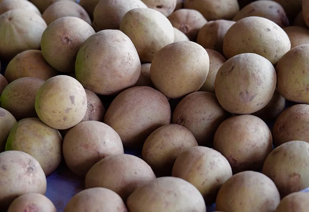 चिकूंची निवड आणि साठवणूक कशी करावी