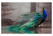 मोर पर निबंध (Essay On Peacock In Hindi)