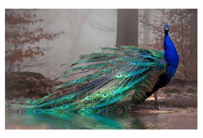 मोर पर निबंध (Essay On Peacock In Hindi)