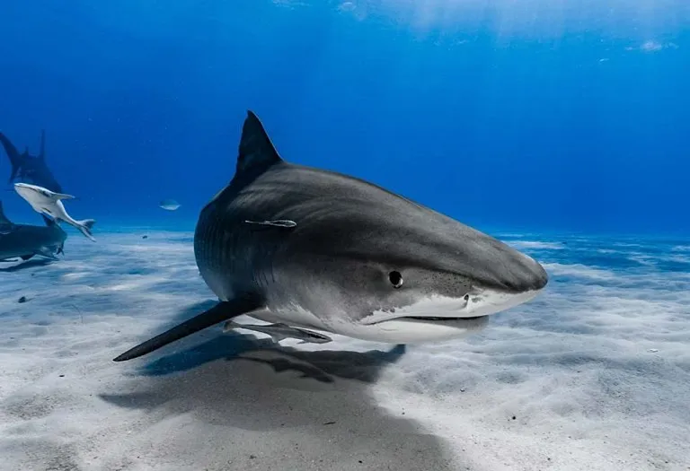 Interesting Shark Facts For Kids
