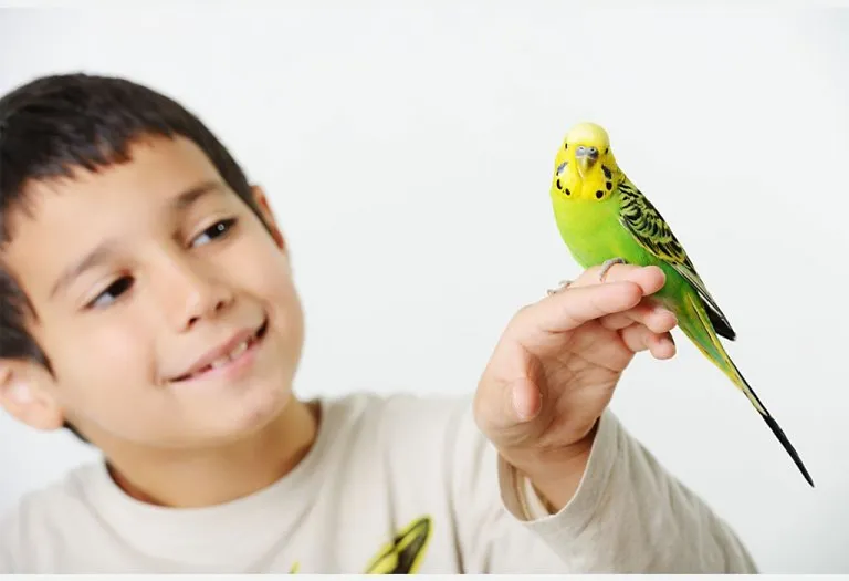 Essay On Birds in English: 10 Lines and Paragraph