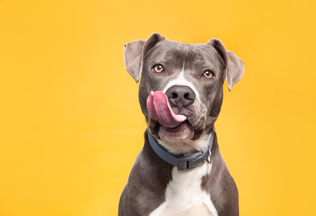 A Whimsical Custom Pet Portrait