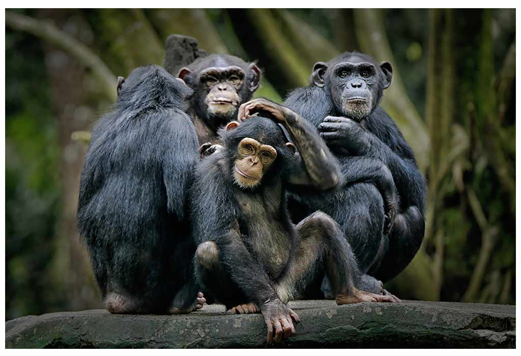 Chimpanzees
