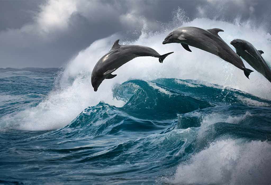 Dolphins