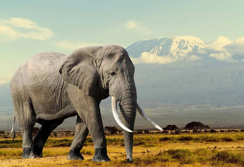 Elephants