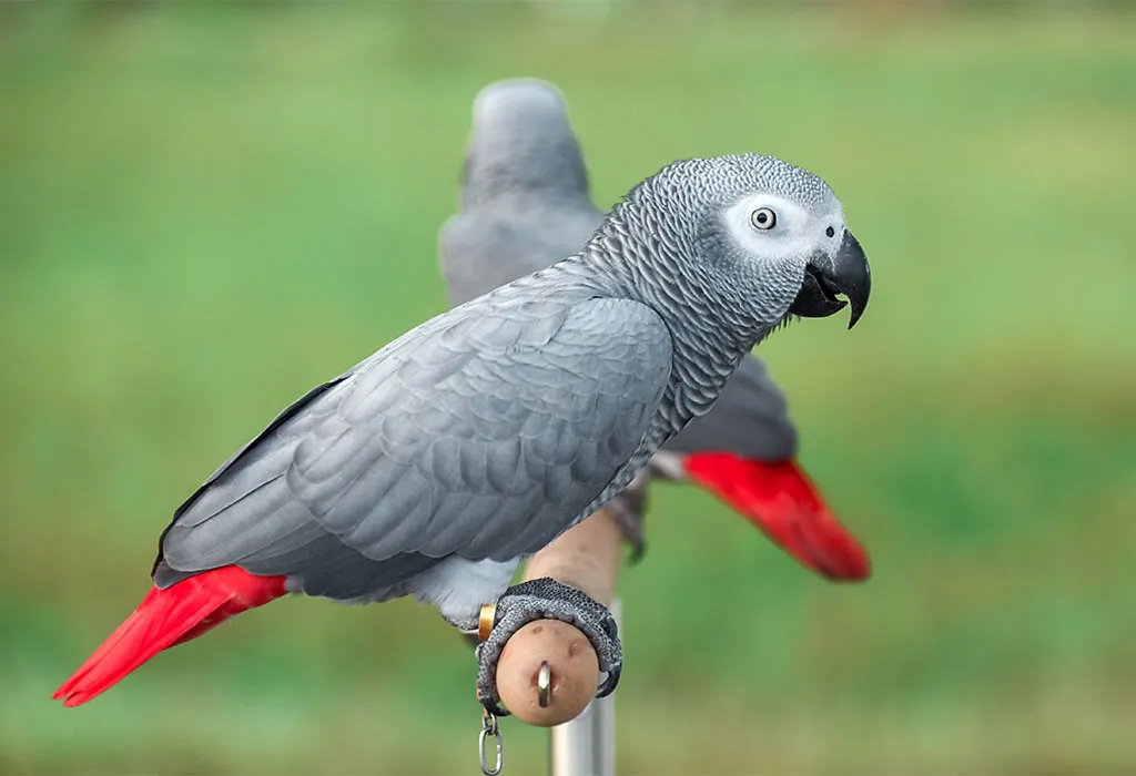 Parrots