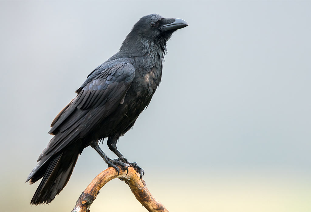 Ravens