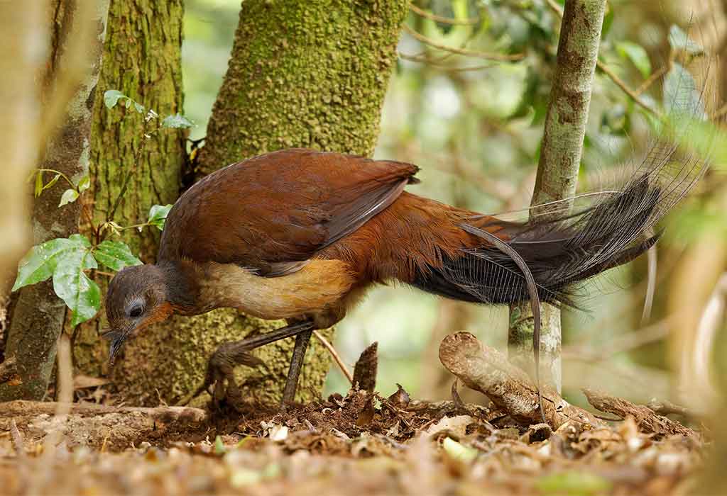 Lyrebirds