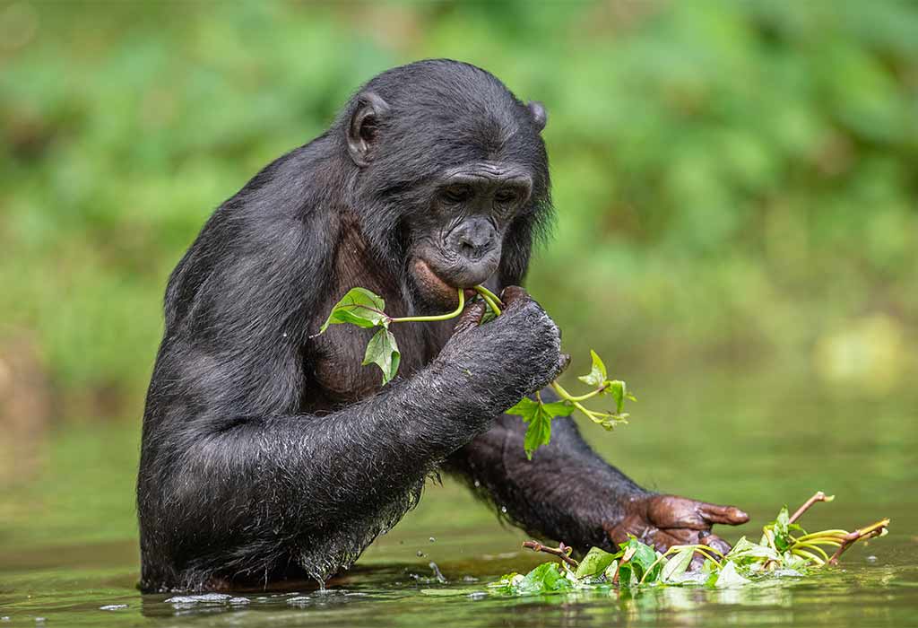 Bonobos