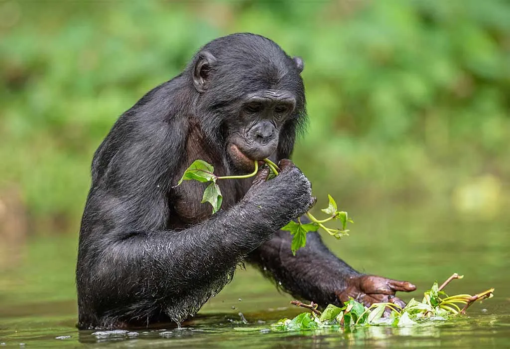 Bonobos