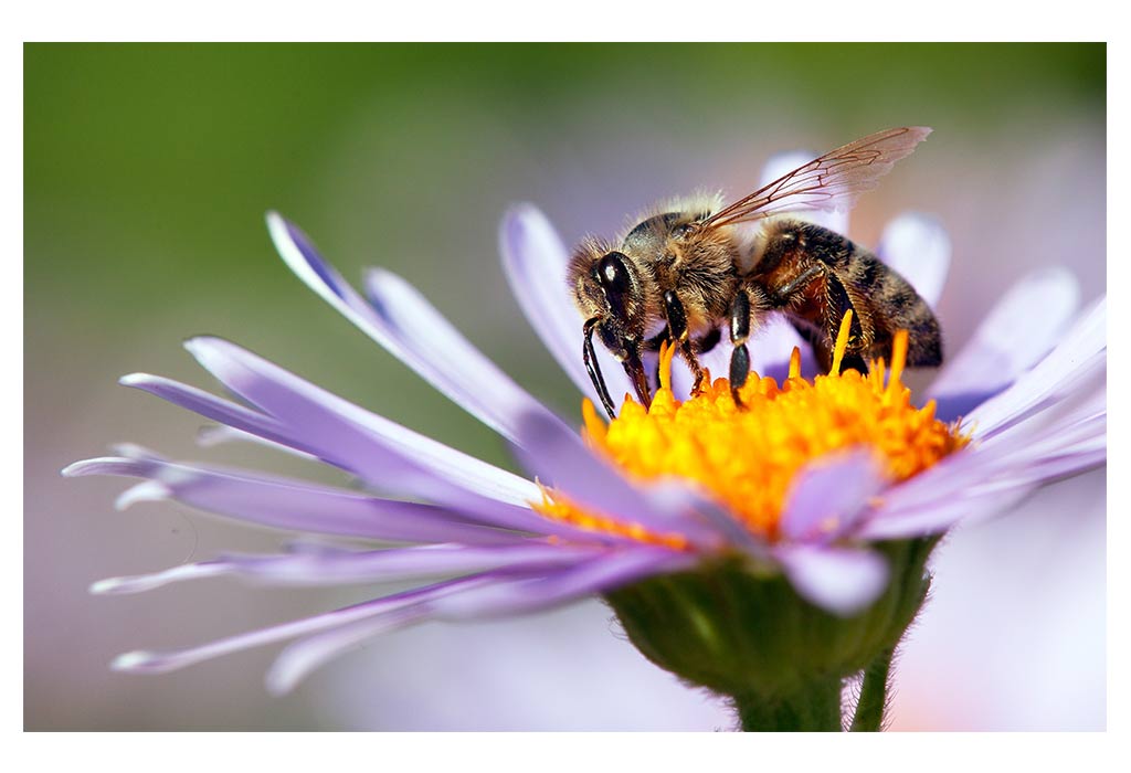 Honeybees