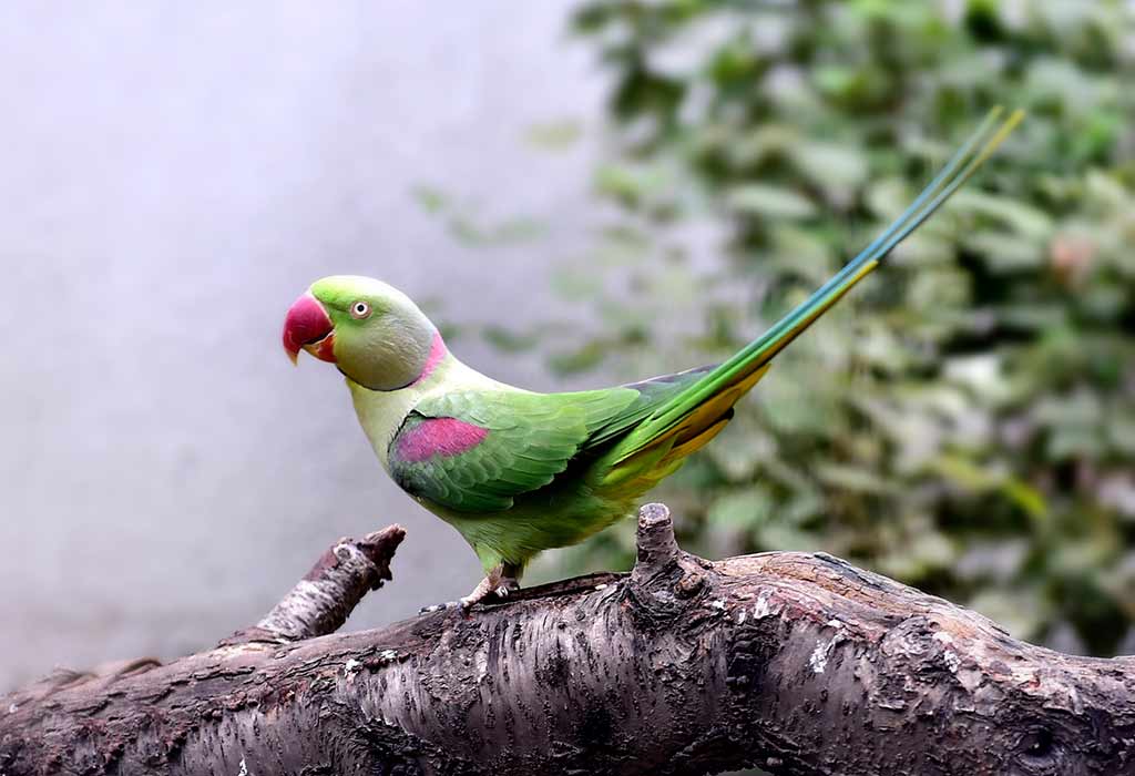 Alexandrine Parakeets